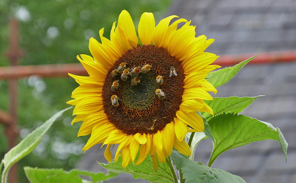 "Din Pics" cat 6 - Sunflowers