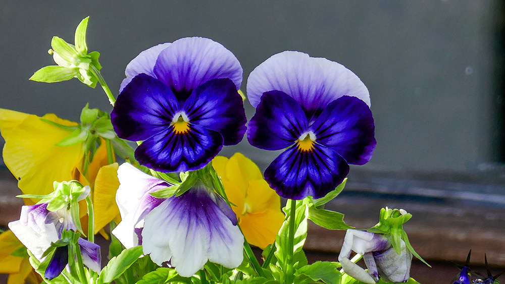 "Din Pics" cat 7 - Violas