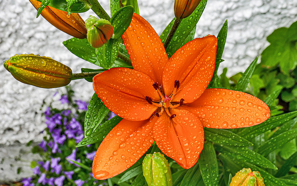 "Din Pics" cat 8 - Asiatic Lilies