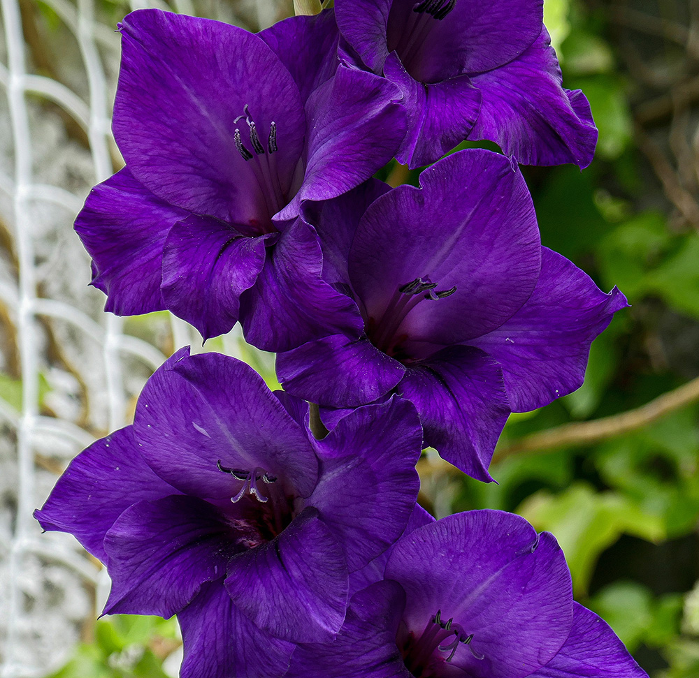 "Din Pics" cat 9 - Gladioli