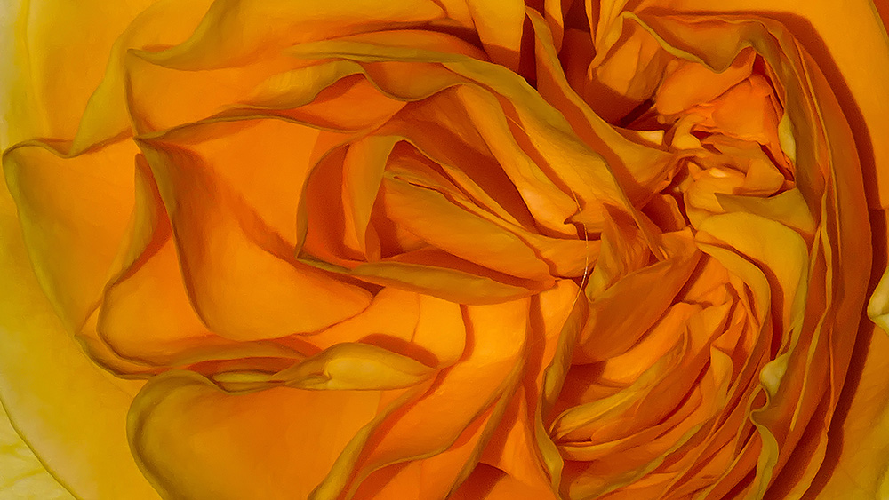 "Din Pics" cat 10 - Yellow Roses