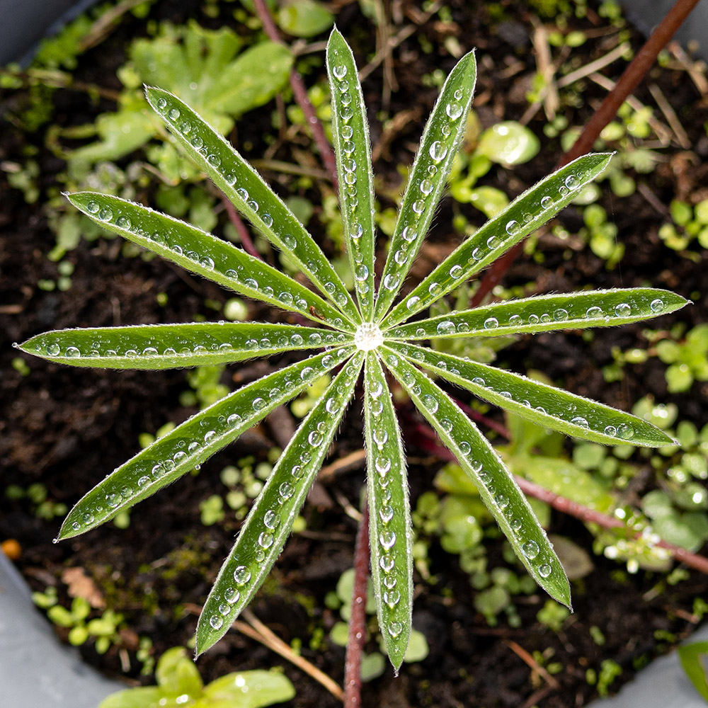 "Din Pics" cat 11 - Garden