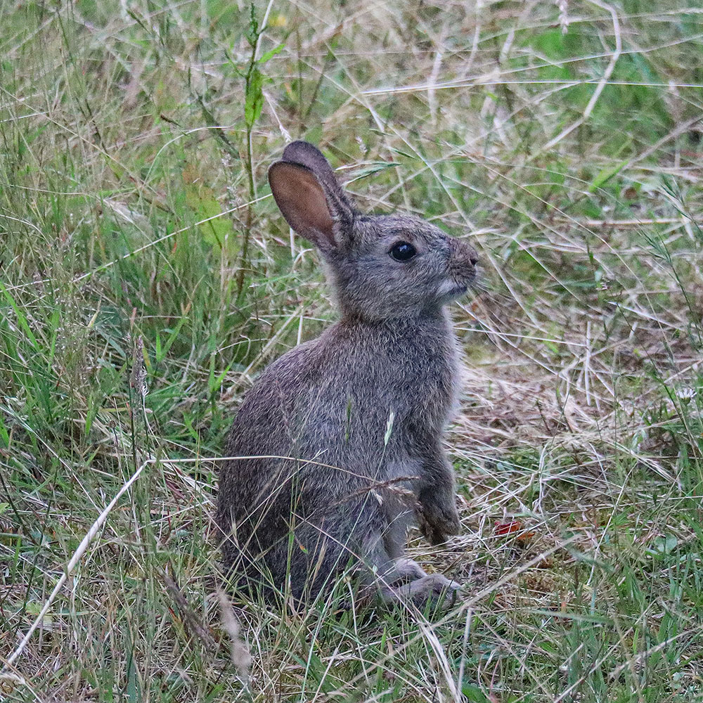 "Din Pics" cat 15 - Animals