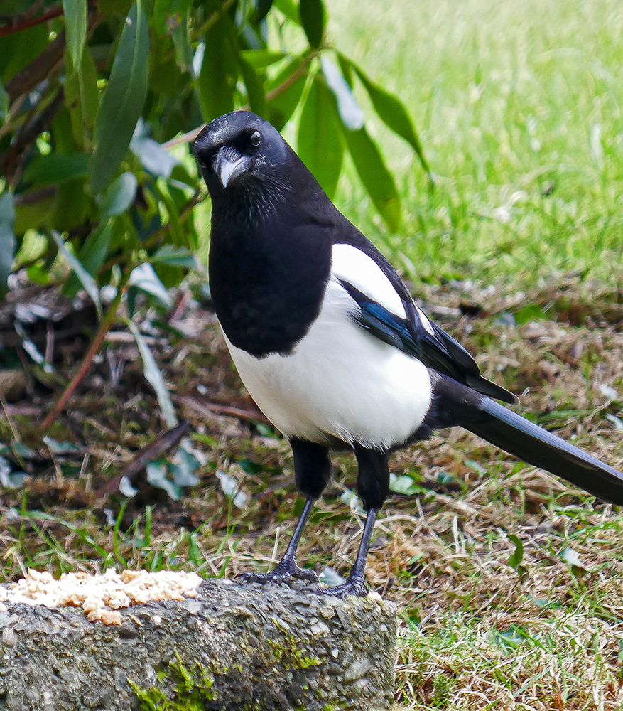 "Din Pics" cat 16 - Birds