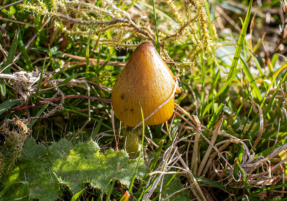 "Din Pics" cat 18 - Mushrooms