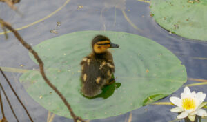 Duckling on a Lilypad