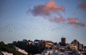 Vélez-Málaga, Spain