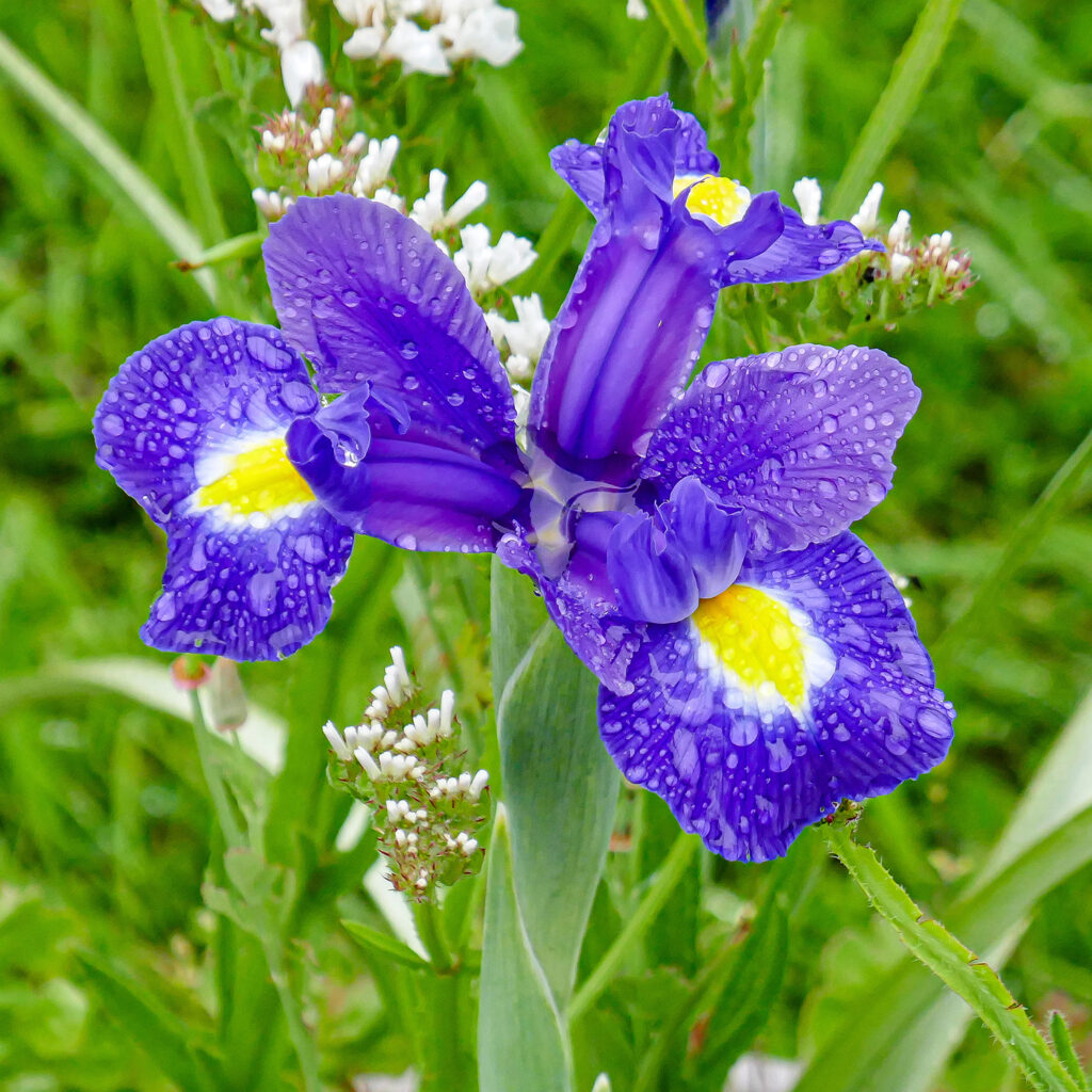 Dutch Iris